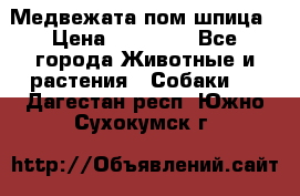 Медвежата пом шпица › Цена ­ 40 000 - Все города Животные и растения » Собаки   . Дагестан респ.,Южно-Сухокумск г.